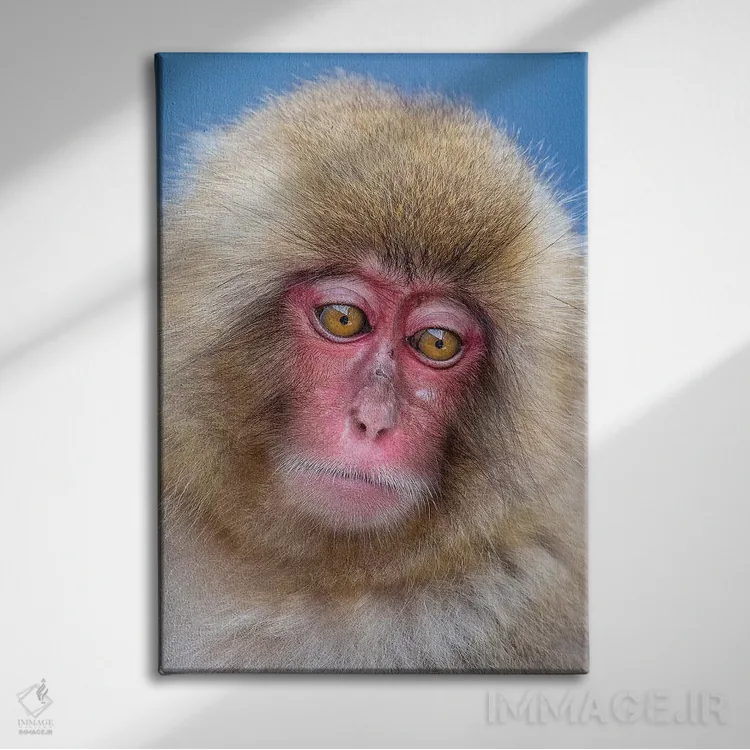 تابلو دکوراتیو پرتره نوجوان میمون برفی اثر موگنس تروله - نمای روبهرو روی دیوار
