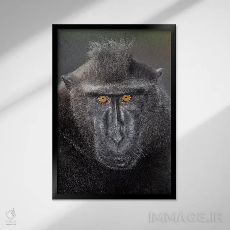 تابلو دکوراتیو تماس چشمی ماکاک تاج دار سیاه آلفا اثر موگنس تروله - نمای قابدار مشکی