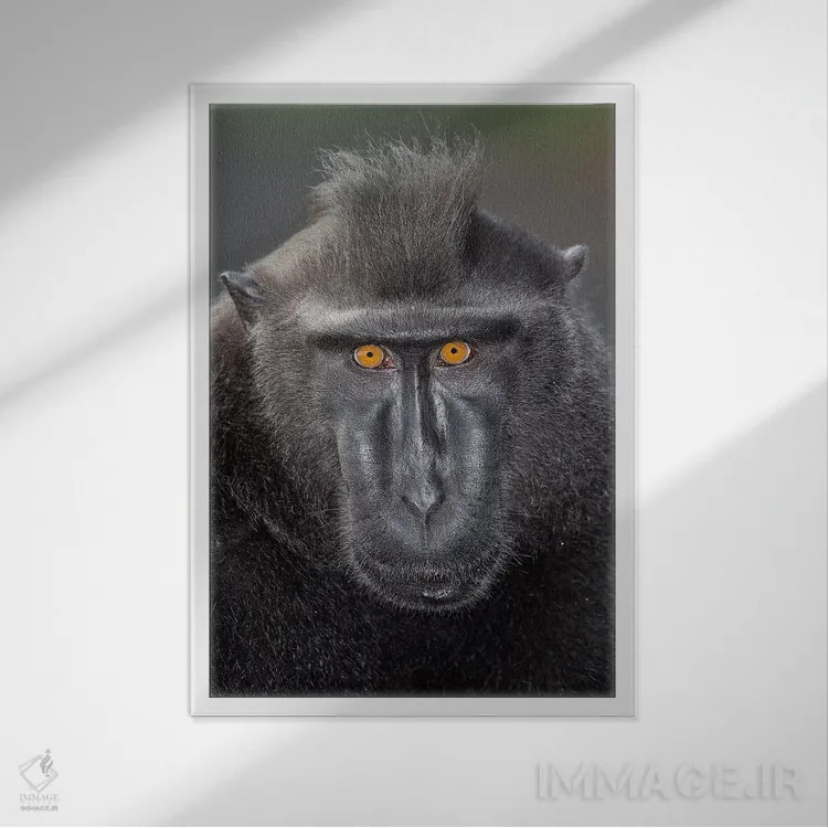 تابلو دکوراتیو تماس چشمی ماکاک تاج دار سیاه آلفا اثر موگنس تروله - نمای قابدار سفید