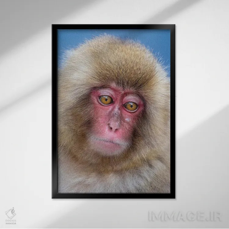 تابلو دکوراتیو پرتره نوجوان میمون برفی اثر موگنس تروله - نمای قابدار مشکی