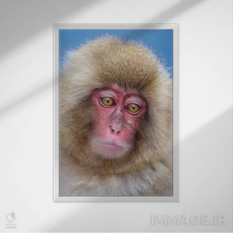 تابلو دکوراتیو پرتره نوجوان میمون برفی اثر موگنس تروله - نمای قابدار سفید