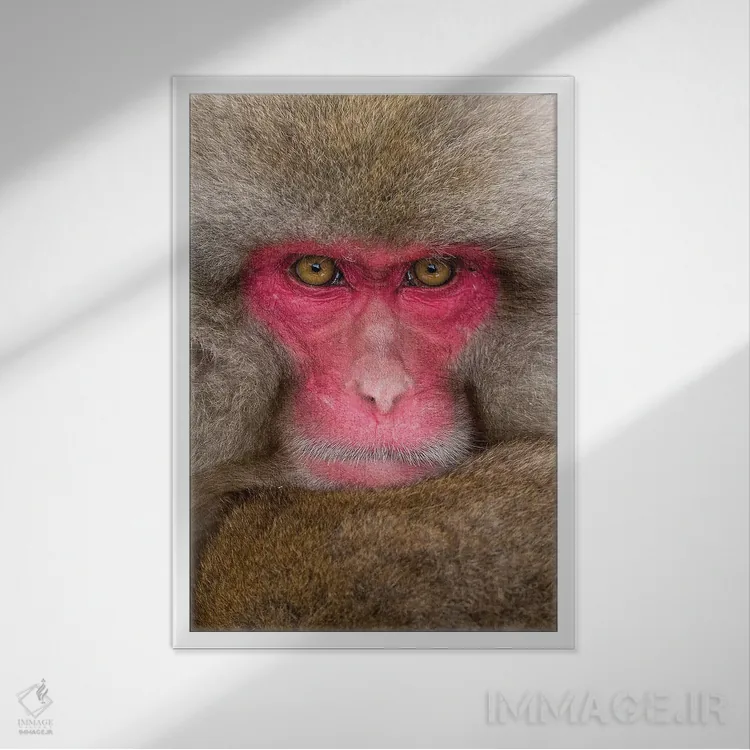 تابلو دکوراتیو تماس چشمی عمودی میمون برفی اثر موگنس تروله - نمای قابدار سفید