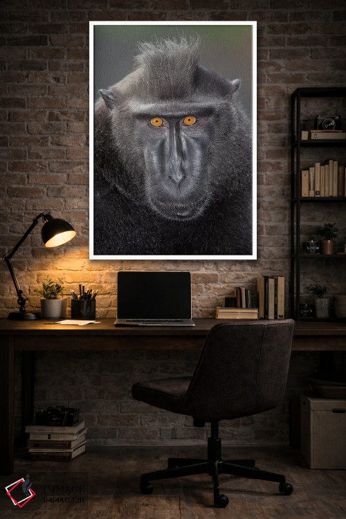 تابلو دکوراتیو تماس چشمی ماکاک تاج دار سیاه آلفا اثر موگنس تروله - D4W