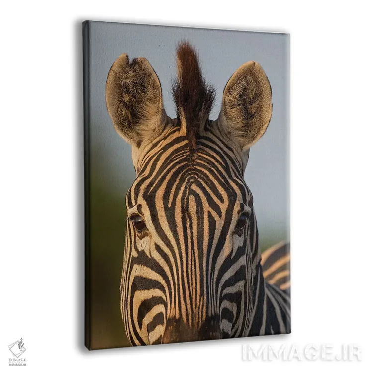 تابلو دکوراتیو الگوی صورت گورخر آفریقای جنوبی اثر موگنس تروله - نمای پرسپکتیو محصول