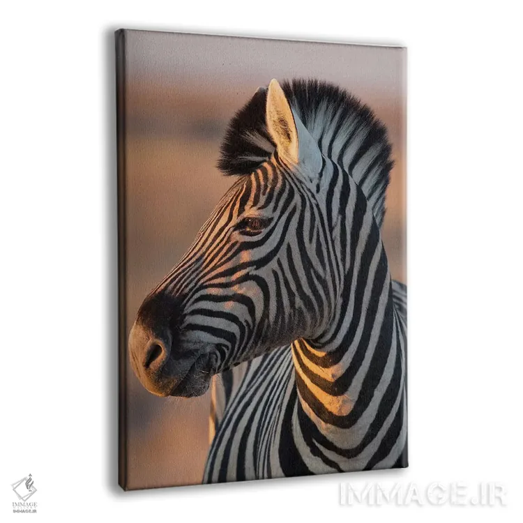 تابلو دکوراتیو گورخر نر در نور غروب اثر موگنس تروله - نمای پرسپکتیو محصول