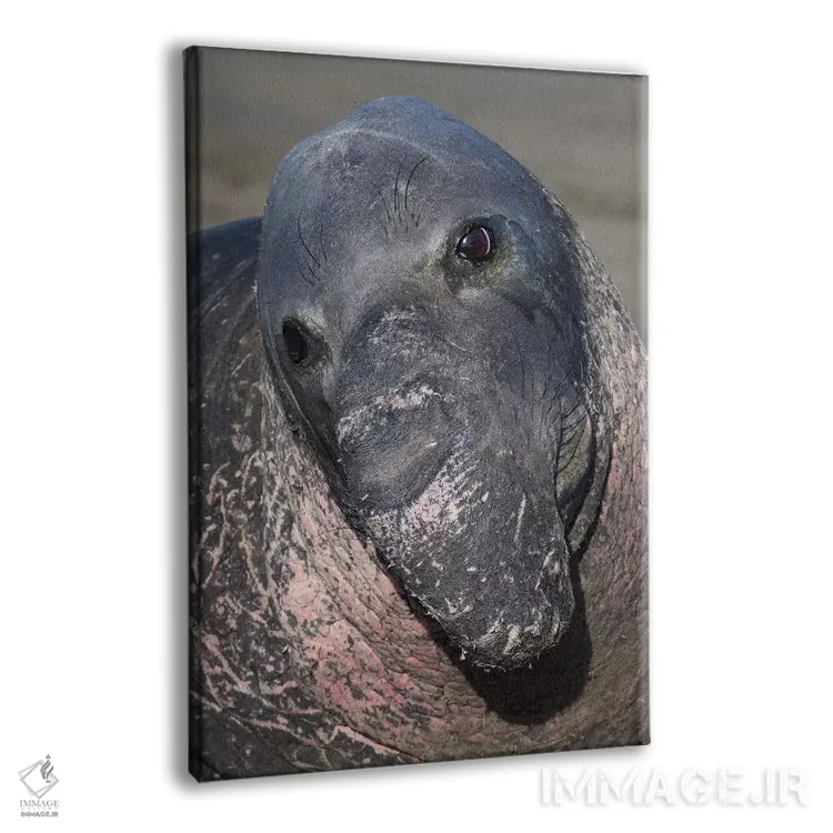 تابلو دکوراتیو فک فیلی کالیفرنیا اثر موگنس تروله - نمای پرسپکتیو محصول