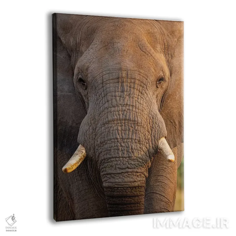 تابلو دکوراتیو نمای نزدیک فیل اثر موگنس تروله - نمای پرسپکتیو محصول