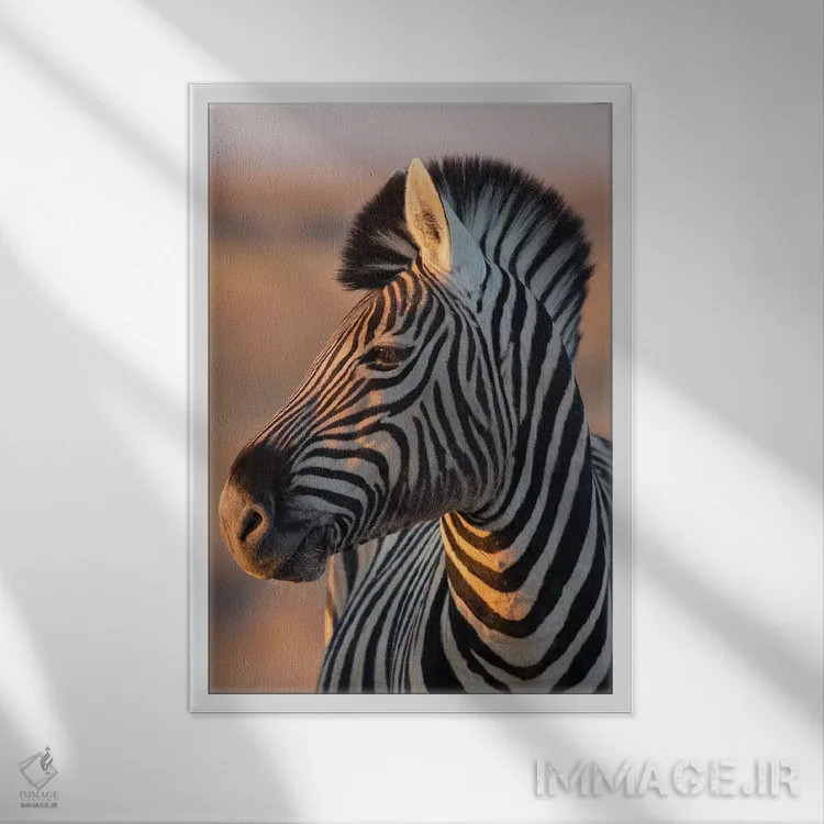 تابلو دکوراتیو گورخر نر در نور غروب اثر موگنس تروله - نمای قابدار سفید