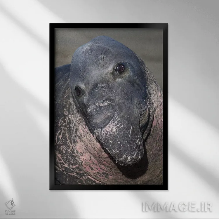 تابلو دکوراتیو فک فیلی کالیفرنیا اثر موگنس تروله - نمای قابدار مشکی