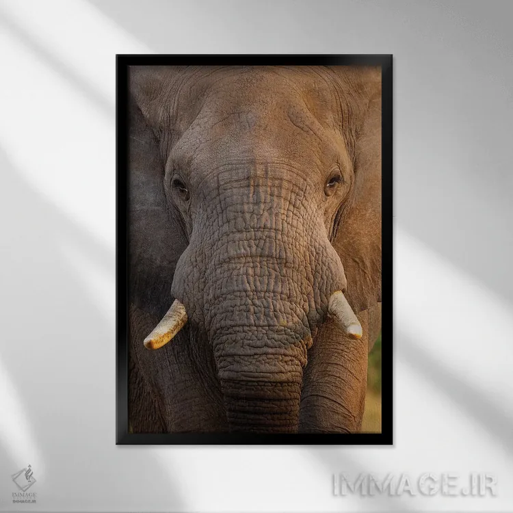 تابلو دکوراتیو نمای نزدیک فیل اثر موگنس تروله - نمای قابدار مشکی
