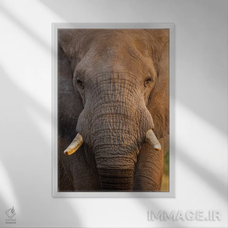 تابلو دکوراتیو نمای نزدیک فیل اثر موگنس تروله - نمای قابدار سفید