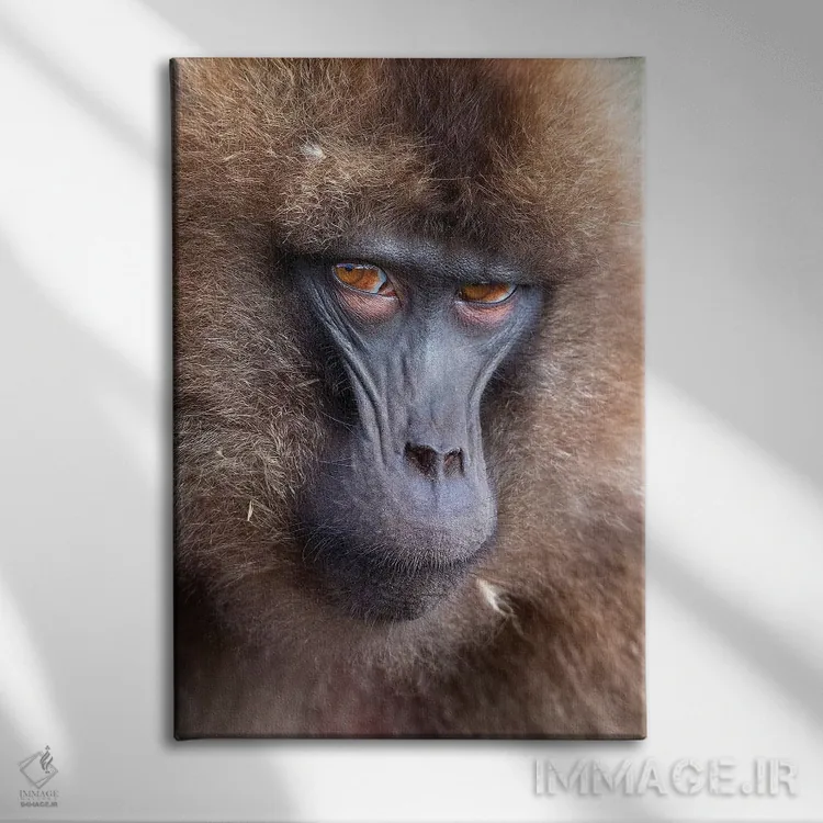 تابلو دکوراتیو اخم گلادای ماده اتیوپی اثر موگنس تروله - نمای روبهرو روی دیوار