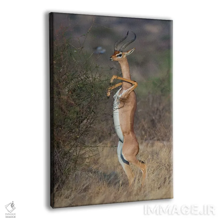 تابلو دکوراتیو جرنوک رقصنده اثر موگنس تروله - نمای پرسپکتیو محصول