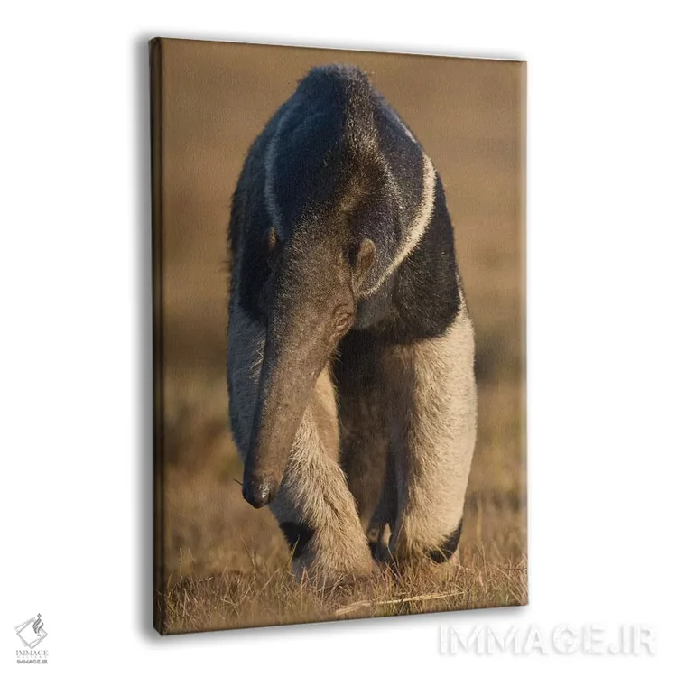 تابلو دکوراتیو مورچه خورک غول پیکر پانتانال اثر موگنس تروله - نمای پرسپکتیو محصول