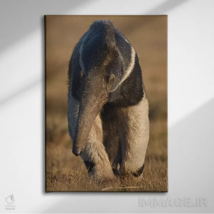 تابلو دکوراتیو مورچه خورک غول پیکر پانتانال اثر موگنس تروله - نمای روبهرو روی دیوار