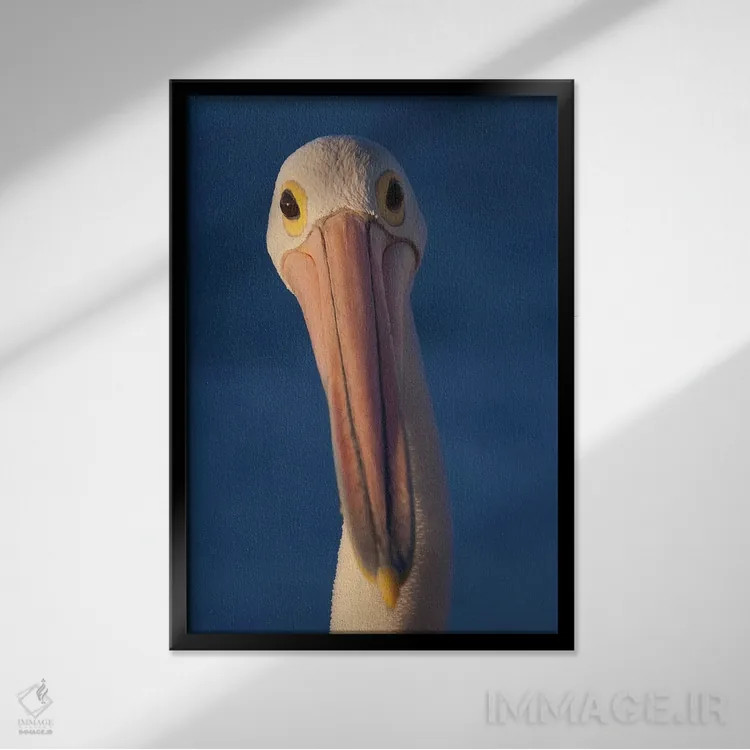 تابلو دکوراتیو پلیکانی استرالیایی اثر موگنس تروله - نمای قابدار مشکی