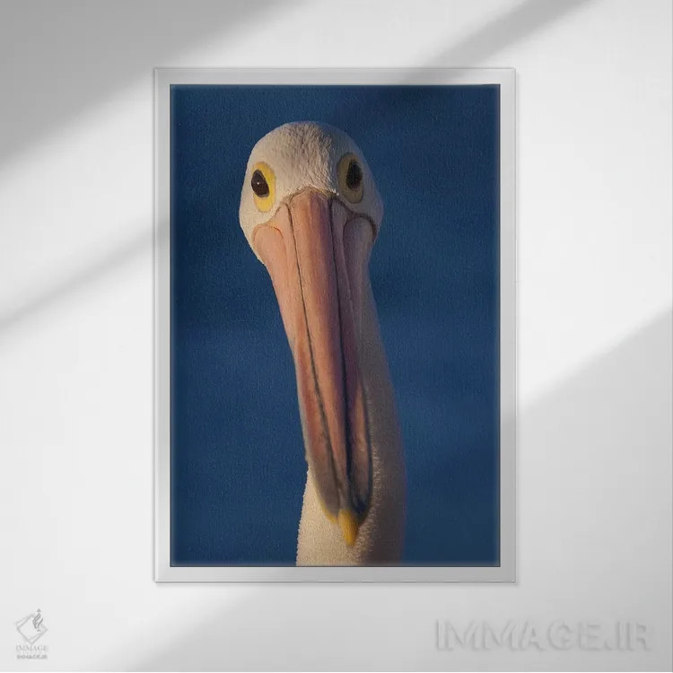 تابلو دکوراتیو پلیکانی استرالیایی اثر موگنس تروله - نمای قابدار سفید