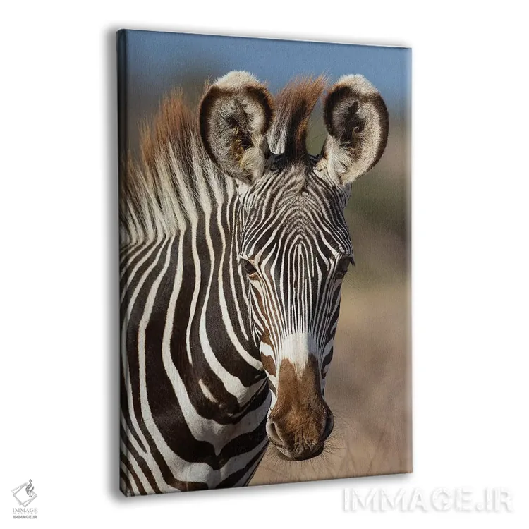 تابلو دکوراتیو پرتره گورخر گریوی اثر موگنس تروله - نمای پرسپکتیو محصول