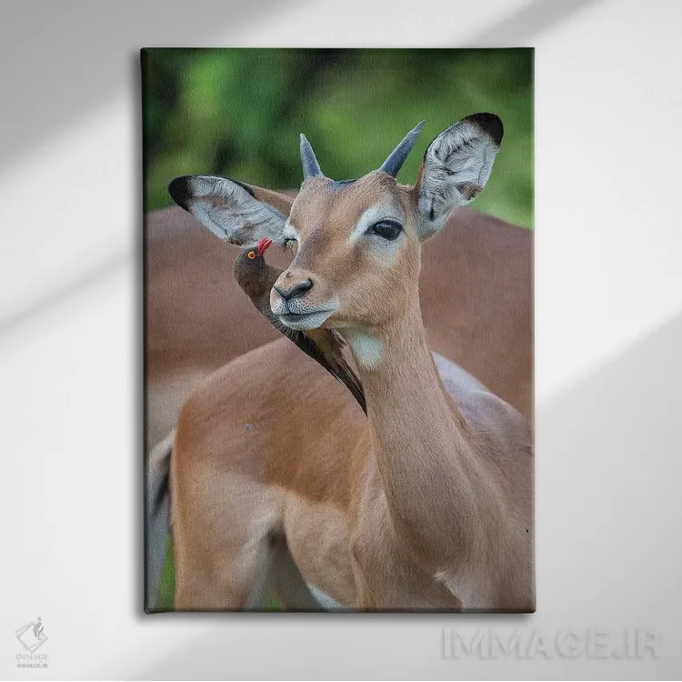 تابلو دکوراتیو ایمپالای نر جوان و اکس پکر اثر موگنس تروله - نمای روبهرو روی دیوار