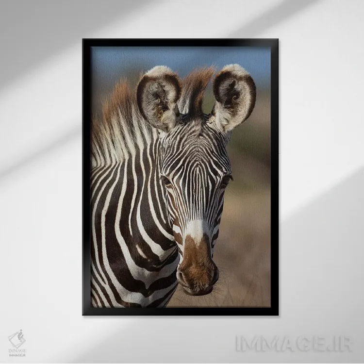 تابلو دکوراتیو پرتره گورخر گریوی اثر موگنس تروله - نمای قابدار مشکی