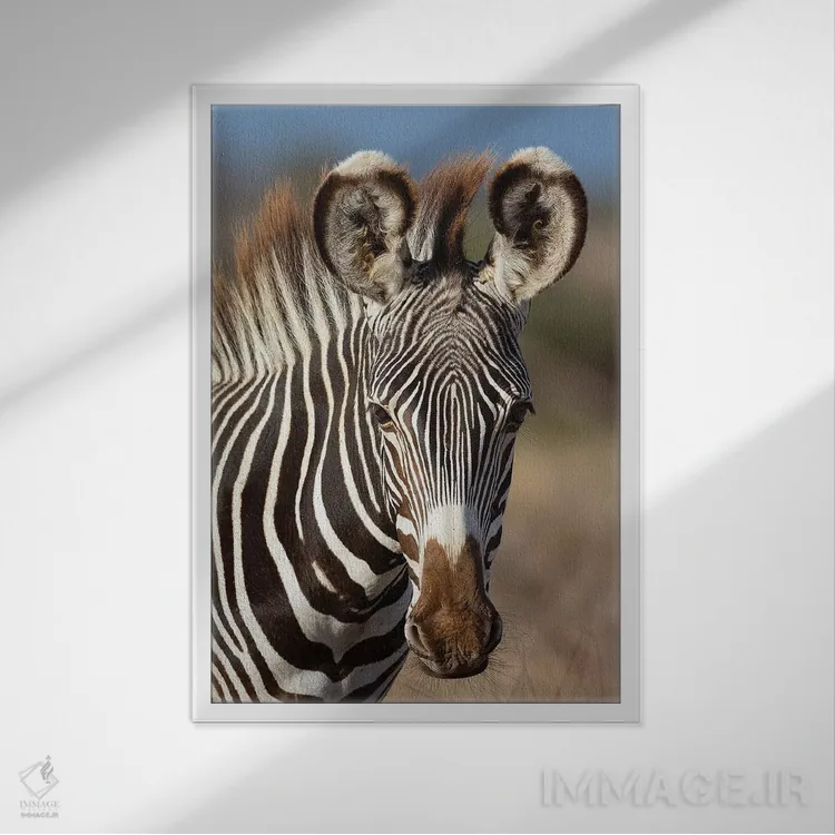 تابلو دکوراتیو پرتره گورخر گریوی اثر موگنس تروله - نمای قابدار سفید