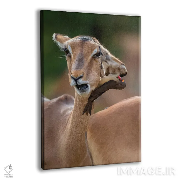 تابلو دکوراتیو ایمپالای دو سر اثر موگنس تروله - نمای پرسپکتیو محصول