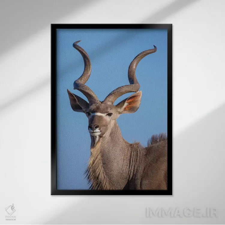 تابلو دکوراتیو پرتره کودو ائوشا اثر موگنس تروله - نمای قابدار مشکی