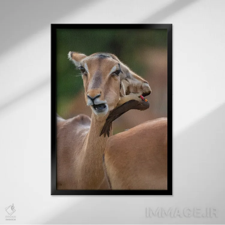 تابلو دکوراتیو ایمپالای دو سر اثر موگنس تروله - نمای قابدار مشکی