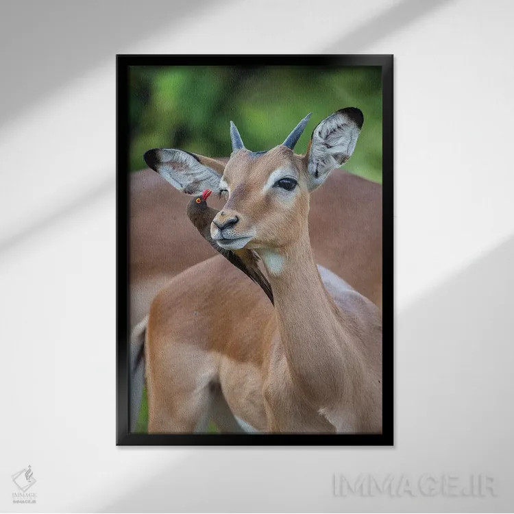 تابلو دکوراتیو ایمپالای نر جوان و اکس پکر اثر موگنس تروله - نمای قابدار مشکی