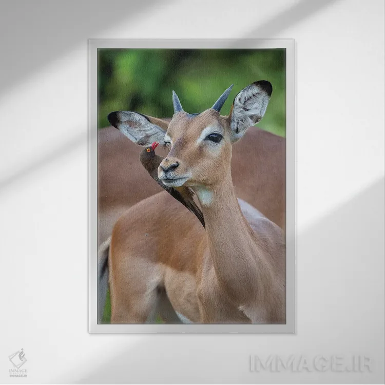 تابلو دکوراتیو ایمپالای نر جوان و اکس پکر اثر موگنس تروله - نمای قابدار سفید