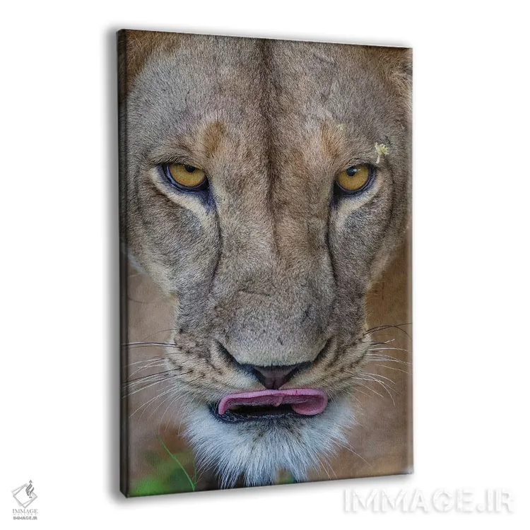 تابلو دکوراتیو شیر ماده با نگاه نافذ کنیا اثر موگنس تروله - نمای پرسپکتیو محصول