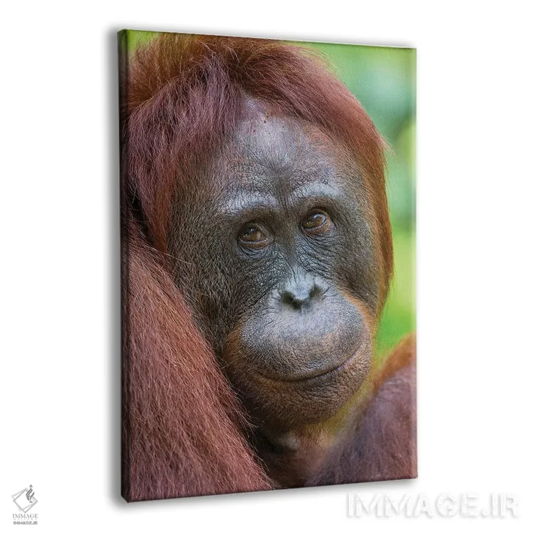 تابلو دکوراتیو اورانگوتان ماده با چهره دوستانه بورنئو اثر موگنس تروله - نمای پرسپکتیو محصول