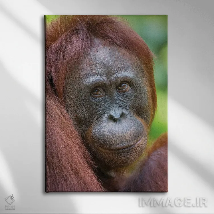 تابلو دکوراتیو اورانگوتان ماده با چهره دوستانه بورنئو اثر موگنس تروله - نمای روبهرو روی دیوار