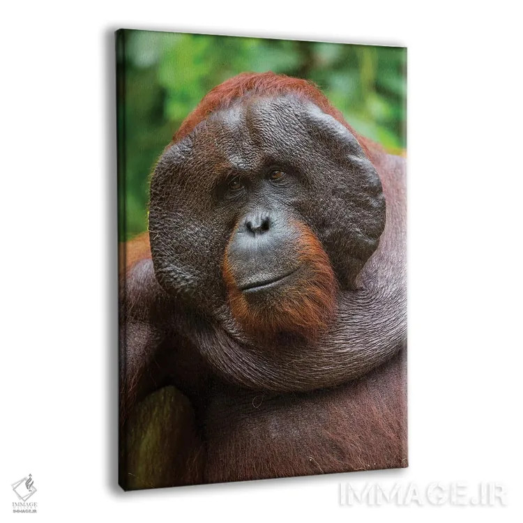 تابلو دکوراتیو لبخند اورانگوتان نر بورنئو اثر موگنس تروله - نمای پرسپکتیو محصول