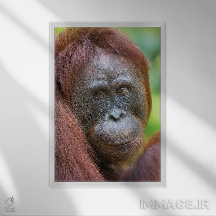 تابلو دکوراتیو اورانگوتان ماده با چهره دوستانه بورنئو اثر موگنس تروله - نمای قابدار سفید