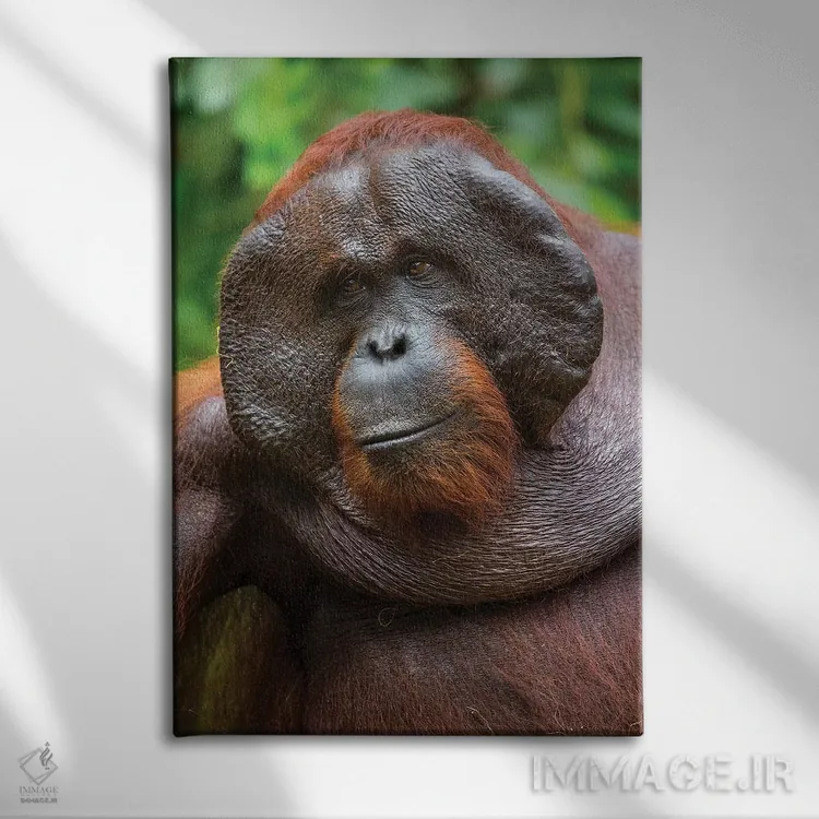 تابلو دکوراتیو لبخند اورانگوتان نر بورنئو اثر موگنس تروله - نمای روبهرو روی دیوار