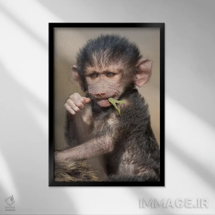 تابلو دکوراتیو بچه بابون عمودی اثر موگنس تروله - نمای قابدار مشکی