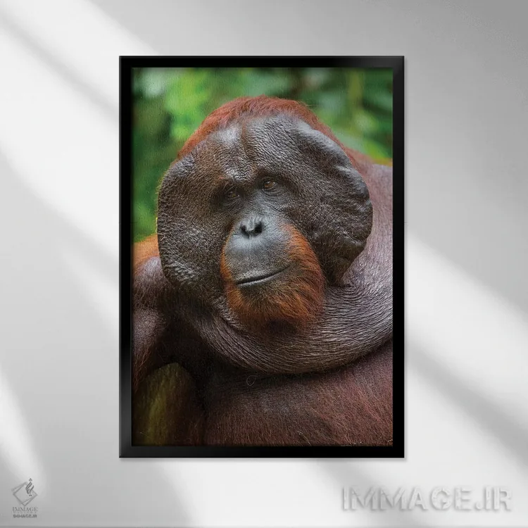تابلو دکوراتیو لبخند اورانگوتان نر بورنئو اثر موگنس تروله - نمای قابدار مشکی