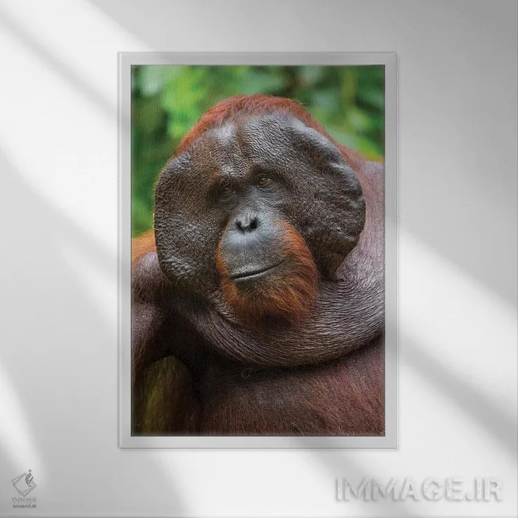 تابلو دکوراتیو لبخند اورانگوتان نر بورنئو اثر موگنس تروله - نمای قابدار سفید