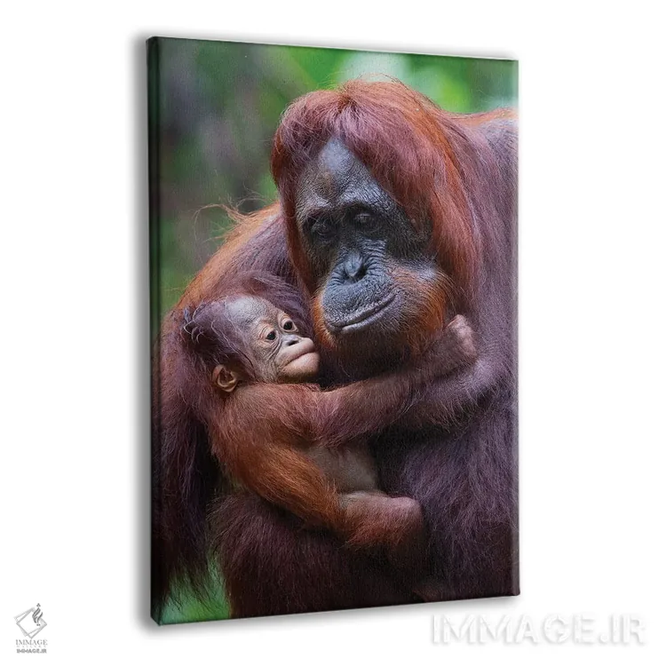 تابلو دکوراتیو مادر و بچه اورانگوتان بورنئو اثر موگنس تروله - نمای پرسپکتیو محصول