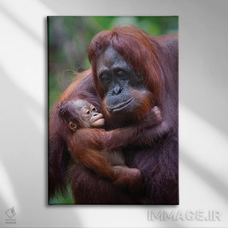 تابلو دکوراتیو مادر و بچه اورانگوتان بورنئو اثر موگنس تروله - نمای روبهرو روی دیوار