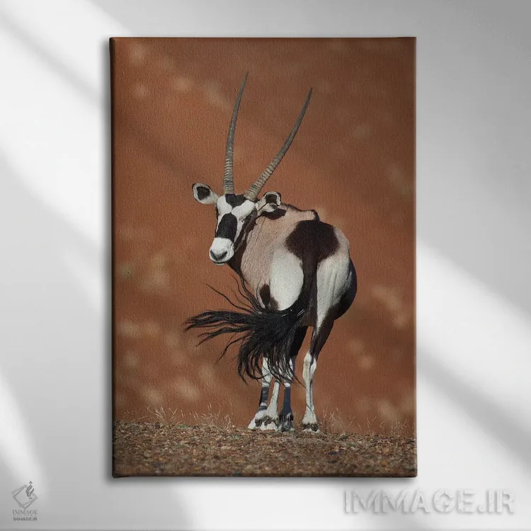 تابلو دکوراتیو اوریکس در حال تکان دادن دم ۲ اثر موگنس تروله - نمای روبهرو روی دیوار