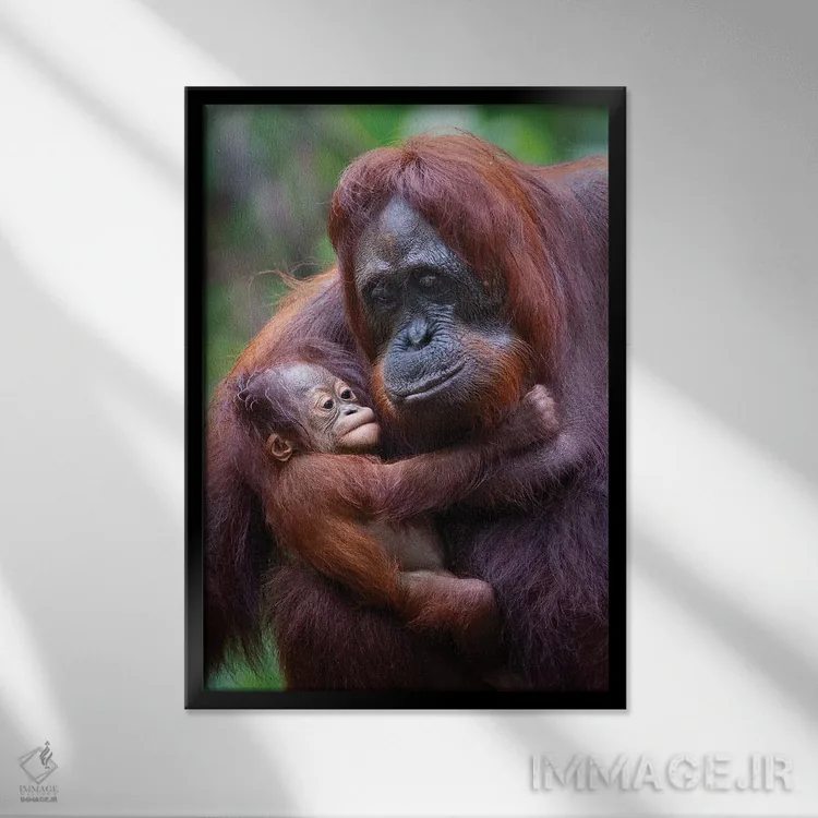 تابلو دکوراتیو مادر و بچه اورانگوتان بورنئو اثر موگنس تروله - نمای قابدار مشکی