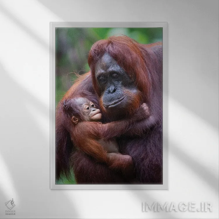 تابلو دکوراتیو مادر و بچه اورانگوتان بورنئو اثر موگنس تروله - نمای قابدار سفید