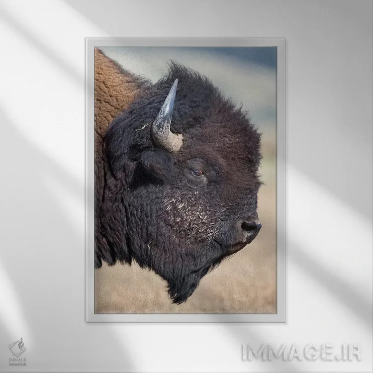 تابلو دکوراتیو نمای نیم رخ گاومیش آمریکایی پارک گرند تیتون اثر موگنس تروله - نمای قابدار سفید