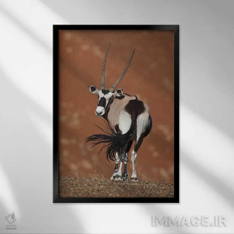 تابلو دکوراتیو اوریکس در حال تکان دادن دم ۲ اثر موگنس تروله - نمای قابدار مشکی