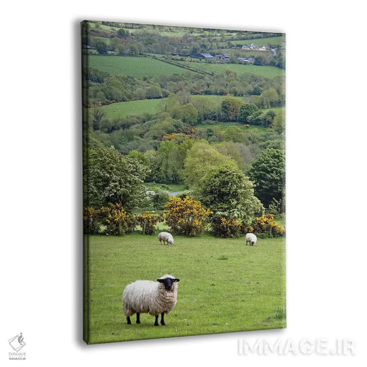 تابلو دکوراتیو Dingle Peninsula, County Kerry, Munster Province, Republic… اثر مریلین پارور - نمای پرسپکتیو محصول