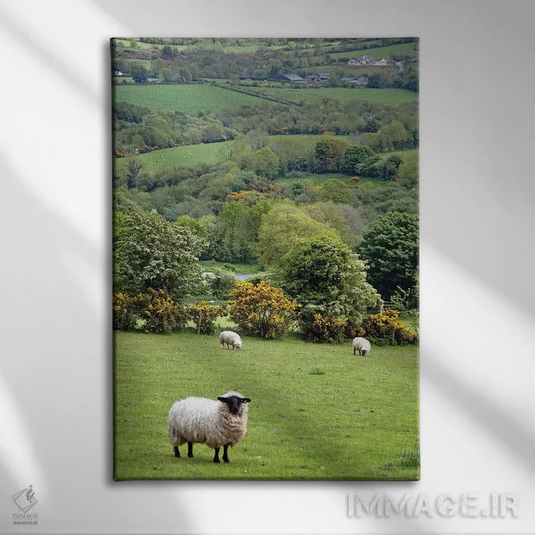 تابلو دکوراتیو Dingle Peninsula, County Kerry, Munster Province, Republic… اثر مریلین پارور - نمای روبهرو روی دیوار