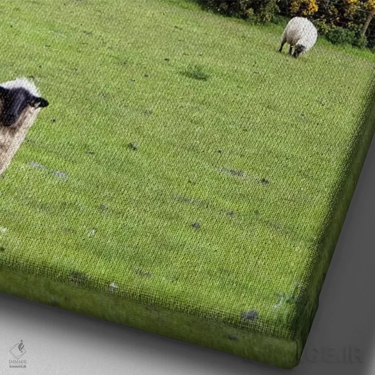 تابلو دکوراتیو Dingle Peninsula, County Kerry, Munster Province, Republic… اثر مریلین پارور - نمای نزدیک بافت بوم