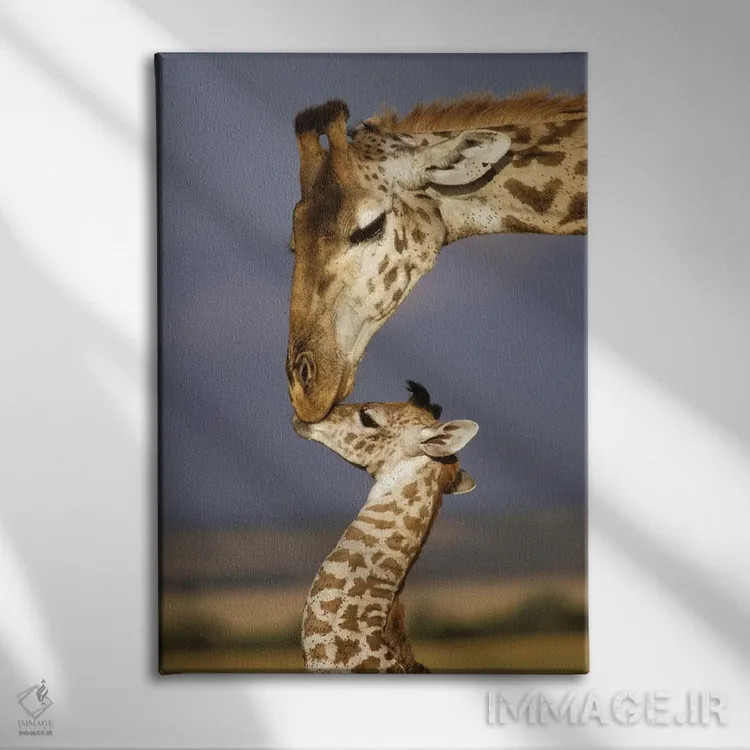 تابلو دکوراتیو Africa, Kenya, Masai Mara.,زرافه، آفریقا، کنیا، ماسایی مار… اثر مریلین پارور - نمای روبهرو روی دیوار